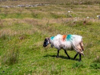 Achill Island, County Mayo